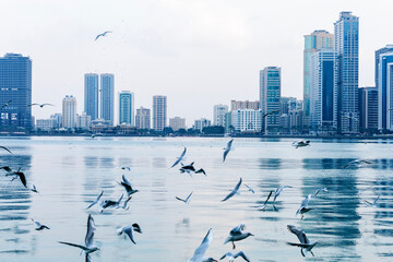 Skyline UAE with skyscrapers and sea bay with seagulls.  Sharjah city skylines background.