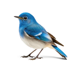  Cute bird isolate on transparency background png © Sim