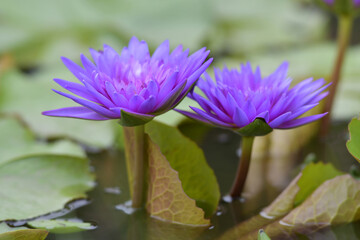 Two purple lotus flowers in the pond - Powered by Adobe