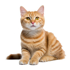 Female orange tabby cat with green eyes, laying down, happy, full body view, white background --style raw --v 5.2 Job ID: d2c8fbcf-1344-4695-ace4-1bb72b906e47