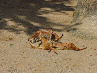 Meerkat family playing in the sun