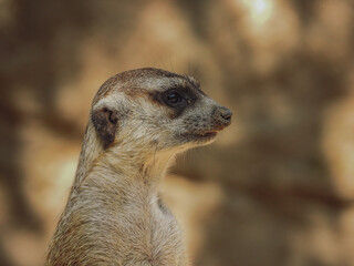 Close up a vigilant meerkat
