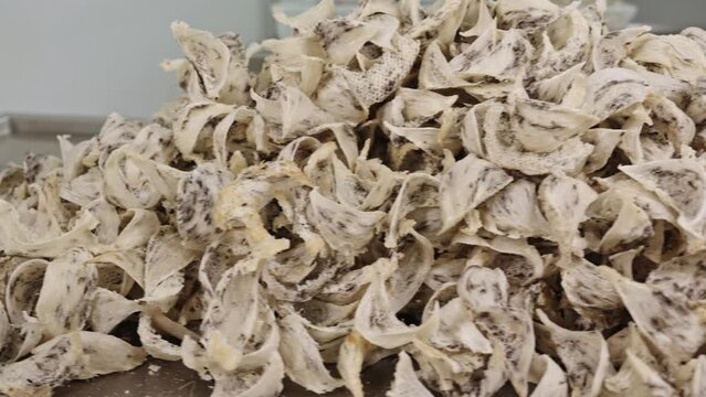 Raw edible bird's nest materials for tradition chinese medicine. Swallow nest the traditional chinese delicacy.