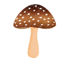 Fly Amanita Mushroom Illustration In Crayon Style