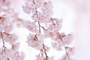 満開の枝垂れ桜のクローズアップ