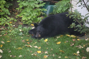 Bear in the backyard