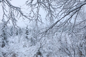 trees in snow