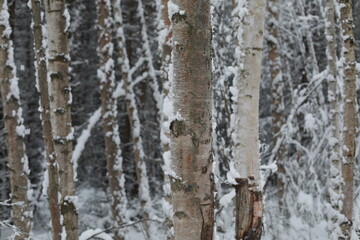 tree trunk with snow