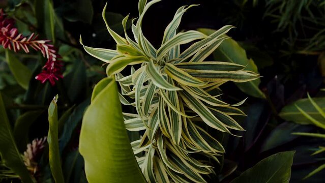 dracena reflexa bush, lush tropical greenery view close up