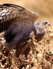 Common buzzard, Sossusvlei, Namibia
