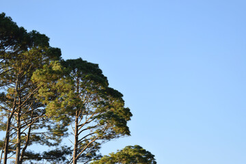 Arboles y cielo azul en Guatemala. Espacio para texto al lado derecho.