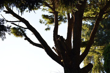 Ramas de un árbol, toma a contraluz durante el atardecer.