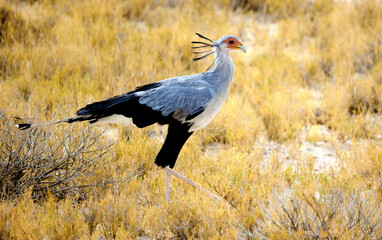 Secretary bird2