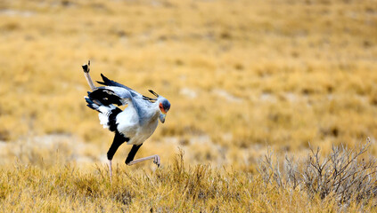 Secretary bird1