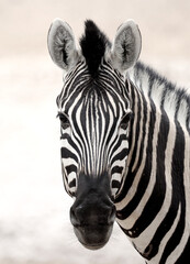 Zebra face off
