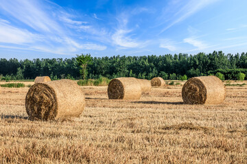 Round wheat straw bales natural landscape in farm fields