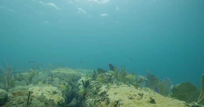 Coral reef bottom with some fish swimming through ocean bottom swaying in current