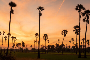 Sunrise landscape with sugar palm trees on the paddy field in morning.