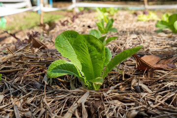 Area for growing organic salad vegetables health care