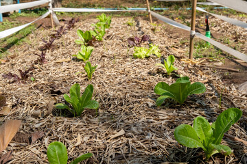 Area for growing organic salad vegetables health care