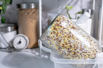 Broccoli sprout or superfood micro green in the jar on the kitchen top for healthy, eating, and lifestyle.