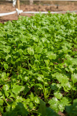 Coriander planting plot healthy food health care concept
