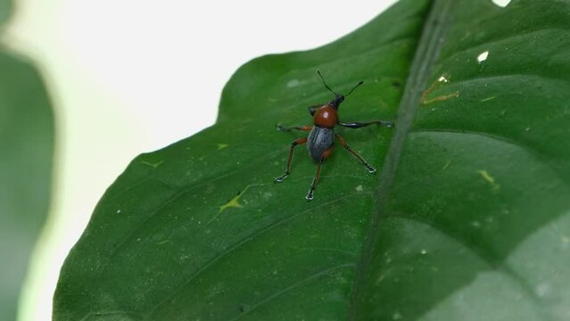 Seen on a leaf as the camera zooms out and slides to the right, Metapocyrtus (Dolichocephalocyrtus) ruficollis, Philippines.
