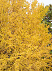 Beautiful colors of the big ginkgo tree is turning yellow in autumn. Sapporo, Hokkaido, Japan.