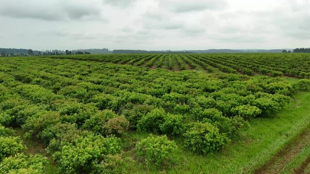 Drone aerial landscape shot of yerba mate plantation crops agriculture industry tourism organic faming Santa Mar&iacute;a Misiones Argentina South America