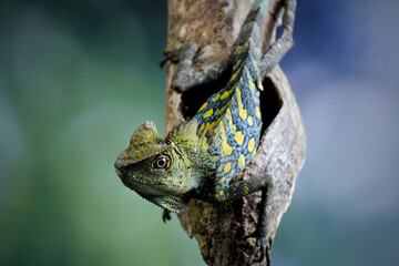 Dragon forest lizard on a branch