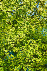 Fototapeta na wymiar 京都　貴船神社の美しい新緑（青もみじ）コピースペースあり（京都府京都市） Beautiful fresh greenery (green maple) at Kifune Shrine, Kyoto, with copy space (Kyoto City, Kyoto Prefecture, Japan)