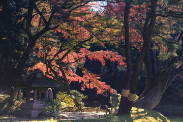 Experience autumn vibes with a Japanese maple leaf Nov 29 2023