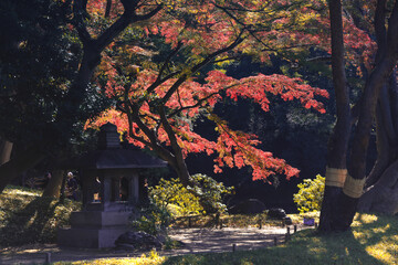 Experience autumn vibes with a Japanese maple leaf Nov 29 2023