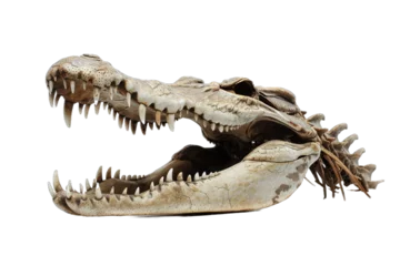 Deurstickers texture of the bone crocodile skull © Supardi