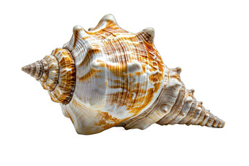 close-up view of a seashell