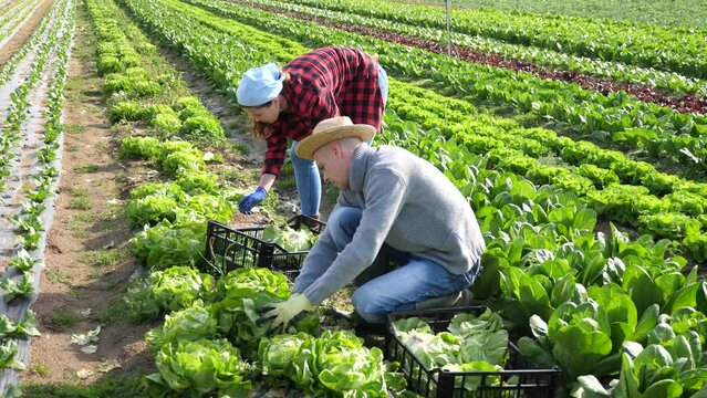 Couple of smallholder farmers engaged in harvesting of green lettuce on small farm field in spring