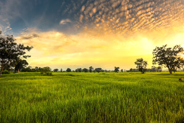Obraz premium The rice fields are full, waiting to be harveste at countryside with sunset. Farm, Agriculture concept.