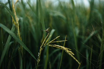 Close up rice seed ripe and green leaves at rice file. Background, Farm and agriculture concept.