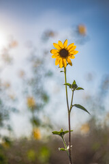 Backlit, Sunflower, Vibrant