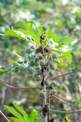 Ricinus communis, the castor bean or castor oil plant, Green seeds Castor oil plant, Herbs