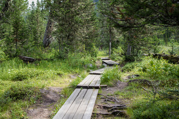 wooden paths in the forest for tourists, Ergaki natural park
