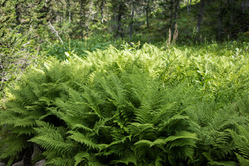 large fern bush in Ergaki natural park