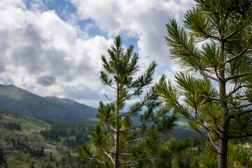 beautiful trees in the forest of Ergaki Natural Park