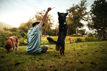 dog happy jumps and grabs dog treats on his owner's hand. Pet family, Food, snacks concept. - obrazy, fototapety, plakaty
