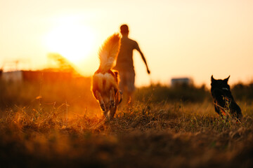 Obraz na płótnie Canvas dog happy running on the meadow with its owner during sunset. Pet and family concept.
