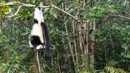 Charming lemur vari Varecia variegata is hanging upside down on a tree, holding onto a branch with his paws. Fluffy black and white fur, long tail, orange eyes. Tropical vegetation all around.  © Вера 