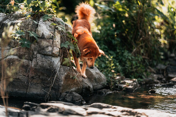 A dog excited to adventure with Hikers walk on rocks in the stream flowing from the waterfall in the forest.
