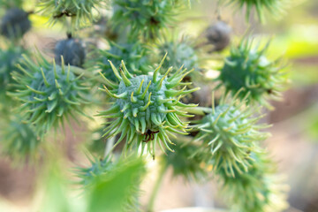 Ricinus communis, the castor bean or castor oil plant, Green seeds Castor oil plant, Herbs