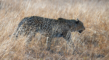 Large male leopard walking during morning golden hour in Krueger National Park in South Africa RSA