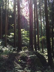 山林の陰影